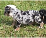 Small #4 French Bulldog