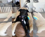 Small #3 Border Collie Mix