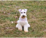 Small #3 Schnauzer (Miniature)
