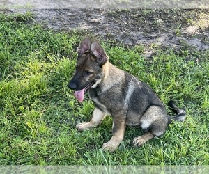 German Shepherd Dog Puppy for sale in PLANT CITY, FL, USA