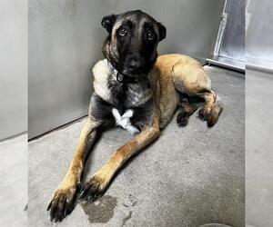 Mutt Dogs for adoption in Santa Barbara, CA, USA