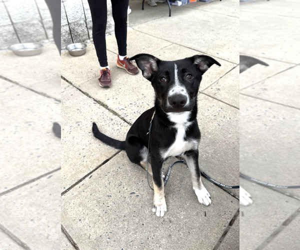 Medium Photo #3 Mutt Puppy For Sale in Rockville, MD, USA