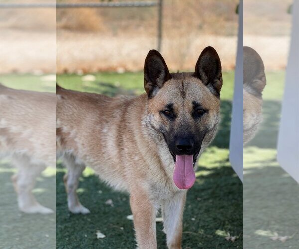 Medium Photo #3 Akita-German Shepherd Dog Mix Puppy For Sale in Santa Clarita, CA, USA