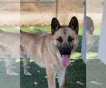 Small Photo #3 Akita-German Shepherd Dog Mix Puppy For Sale in Santa Clarita, CA, USA