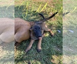 Small Photo #7 Belgian Malinois Puppy For Sale in IMPERIAL BEACH, CA, USA