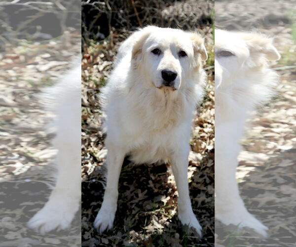 Medium Photo #14 Great Pyrenees Puppy For Sale in Spring, TX, USA
