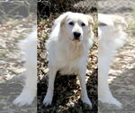 Small #13 Great Pyrenees