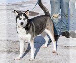 Small Photo #2 Huskies -Unknown Mix Puppy For Sale in Huntley, IL, USA