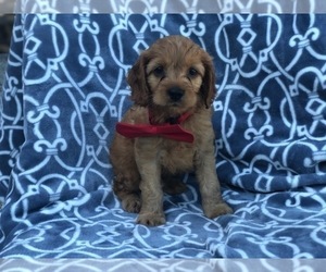 Cocker Spaniel-Poodle (Miniature) Mix Puppy for sale in LAKELAND, FL, USA
