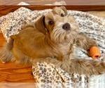 Small Photo #1 Schnauzer (Miniature) Puppy For Sale in UNADILLA, GA, USA