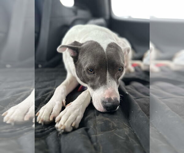 Medium Photo #3 American Staffordshire Terrier-Unknown Mix Puppy For Sale in Overland Park, KS, USA