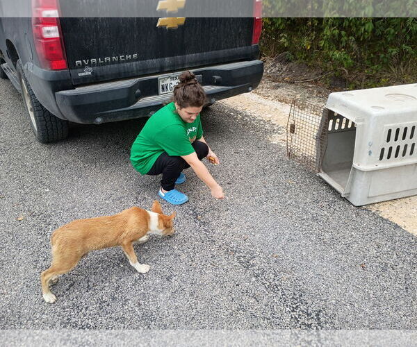 Medium Photo #14 Pembroke Welsh Corgi-Unknown Mix Puppy For Sale in Princeton, MN, USA