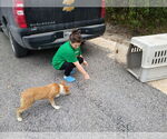 Small #13 Pembroke Welsh Corgi Mix