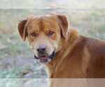 Small Golden Labrador