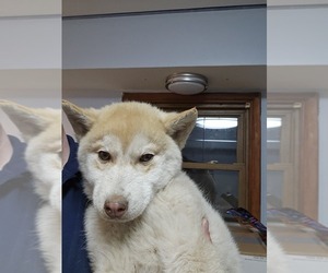 Siberian Husky Puppy for Sale in MIDLAND, Michigan USA