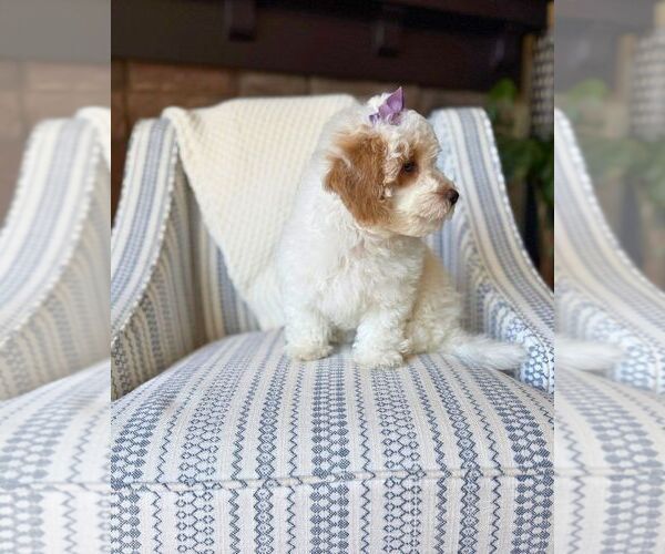 Medium Photo #3 Bichon Frise-Maltipoo (Miniature) Mix Puppy For Sale in BYRON CENTER, MI, USA