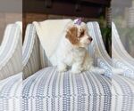 Small #2 Bichon Frise-Maltipoo (Miniature) Mix