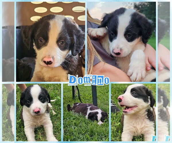 Medium Photo #1 Border Collie-Unknown Mix Puppy For Sale in Blacksburg, SC, USA