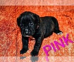 Small #3 Presa Canario