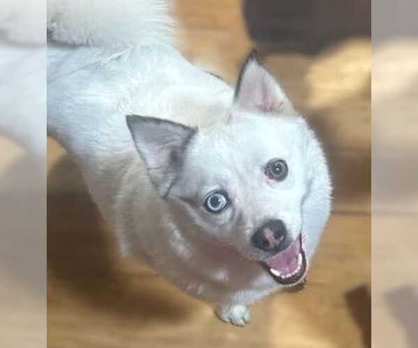 Medium Photo #7 Australian Terrier-Pomeranian Mix Puppy For Sale in Berlin, MD, USA