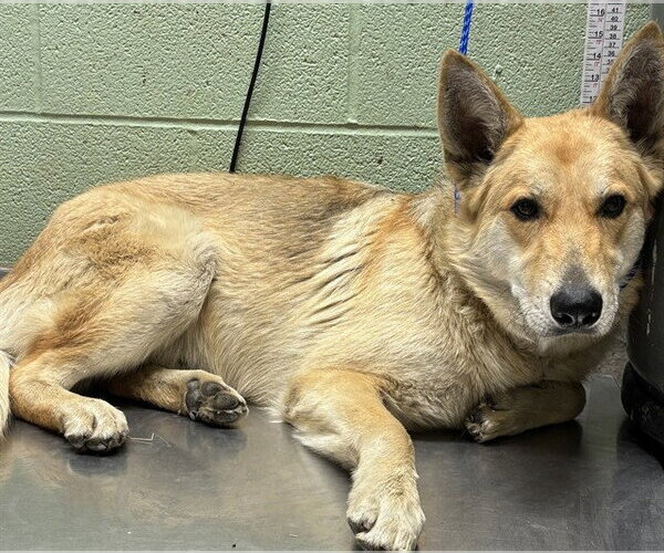 Medium Photo #1 German Shepherd Dog-Unknown Mix Puppy For Sale in Grand Prairie, TX, USA