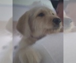 Small Photo #9 Labradoodle Puppy For Sale in JEFFERSONTOWN, KY, USA