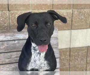 Labrador Retriever-Unknown Mix Dogs for adoption in Tulsa, OK, USA