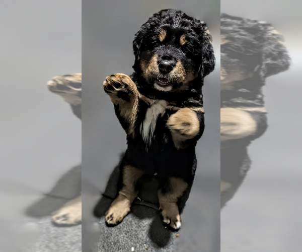 Medium Photo #7 Mountain Mastiff Puppy For Sale in MANCHESTER, CT, USA