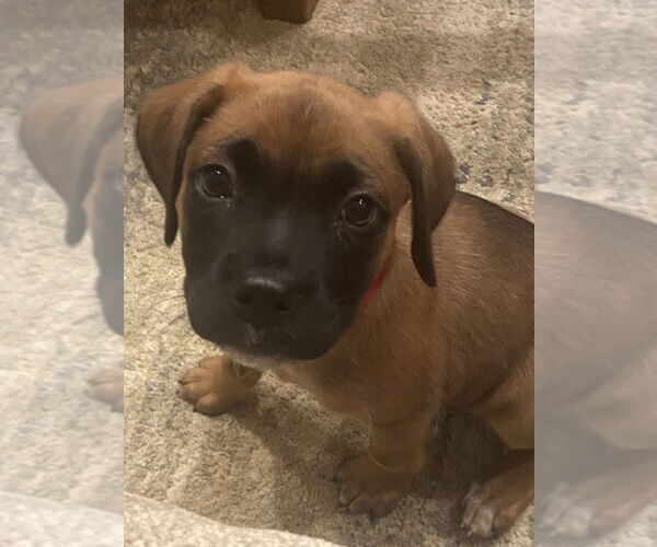 Medium Photo #2 Boxador Puppy For Sale in Brewster, NY, USA