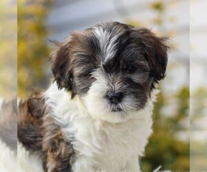 Shih Tzu-YorkiePoo Mix Puppy for sale in MYERSTOWN, PA, USA