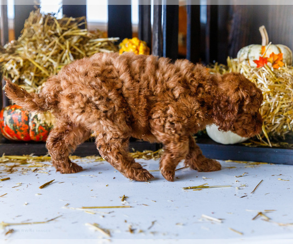 Medium Photo #47 Goldendoodle-Poodle (Miniature) Mix Puppy For Sale in WAKARUSA, IN, USA