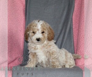 Poodle (Miniature) Puppy for sale in KIRKWOOD, PA, USA