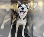 Small Huskies  Mix