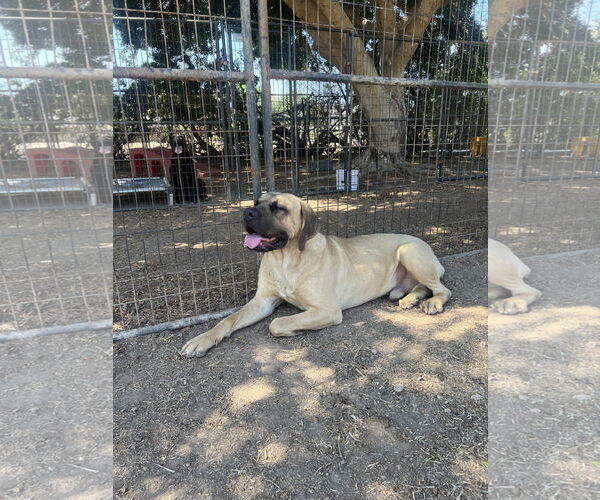 Medium Photo #6 Mastiff Puppy For Sale in Goodyear, AZ, USA