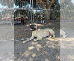 Small #5 Mastiff