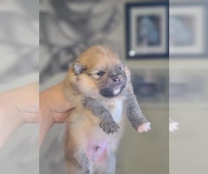 Pomeranian Dog for Adoption in SACRAMENTO, California USA