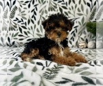 Small #1 YorkiePoo