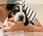 Small Photo #3 Basset Hound Puppy For Sale in MISSOURI CITY, TX, USA