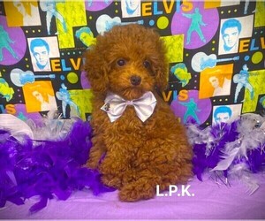 Poodle (Toy) Puppy for sale in WINNSBORO, LA, USA