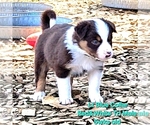 Small #4 Border Collie