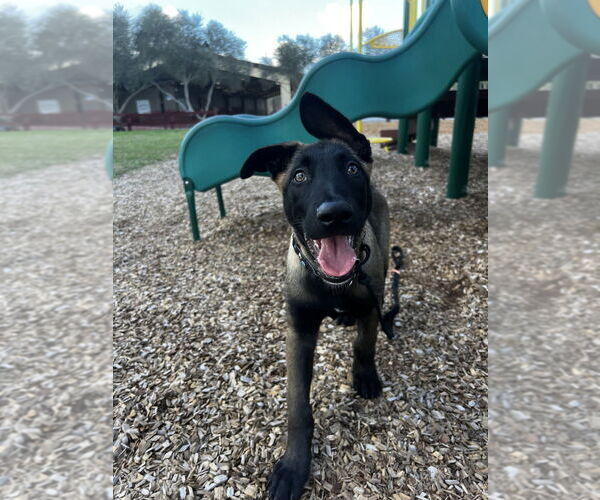 Medium Photo #4 Mutt Puppy For Sale in Imlay City, MI, USA