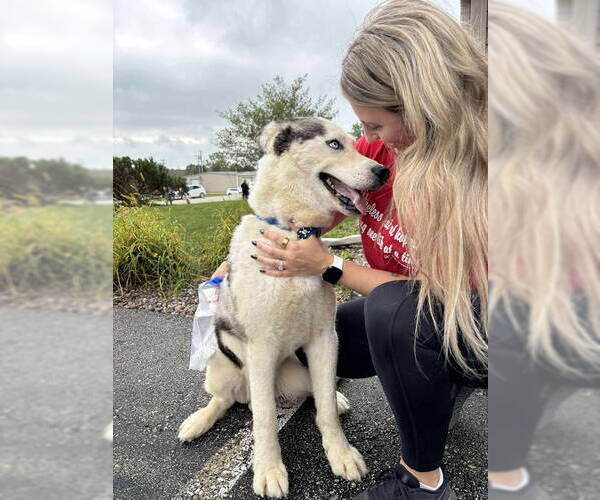 Medium Photo #19 Siberian Husky-Unknown Mix Puppy For Sale in Grafton, WI, USA