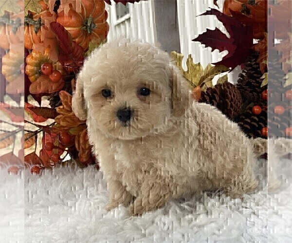 Medium Photo #4 Poodle (Toy) Puppy For Sale in MIAMI, FL, USA