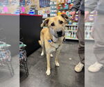 Small Photo #9 Mutt Puppy For Sale in Bellevue, WA, USA