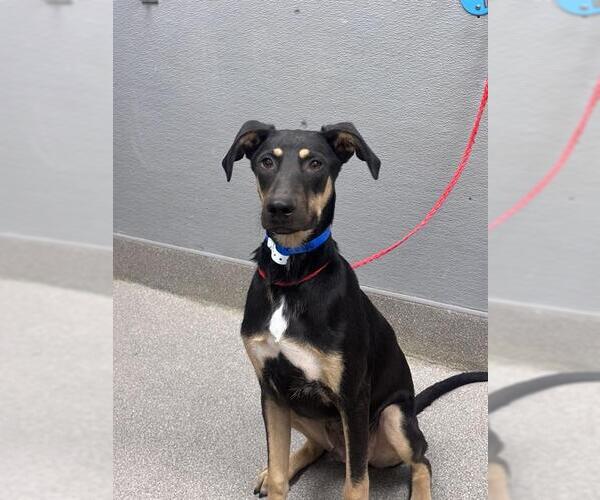 Medium Photo #1 German Shepherd Dog-Unknown Mix Puppy For Sale in Las Vegas, NV, USA