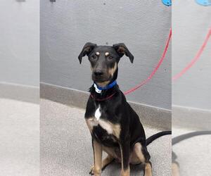 German Shepherd Dog-Unknown Mix Dogs for adoption in Las Vegas, NV, USA