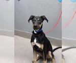 Small German Shepherd Dog Mix