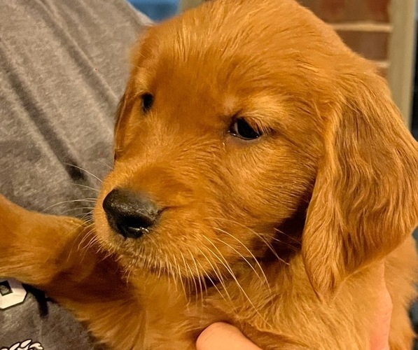 Medium Photo #1 Golden Retriever Puppy For Sale in WICHITA FALLS, TX, USA