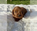 Puppy 7 Goldendoodle (Miniature)