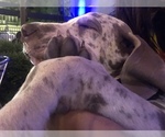 Small Photo #7 Great Dane Puppy For Sale in LAFAYETTE, IN, USA